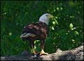 _0SB0787 american bald eagle